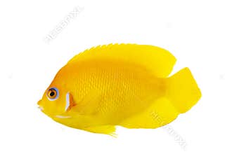 Lemon Peel Angelfish