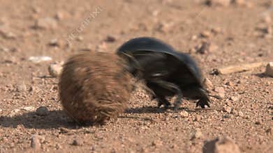 African Dung Beetle rolls a ball through the dirt