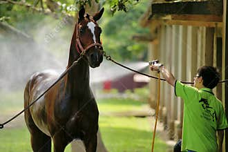 Horse bathing.