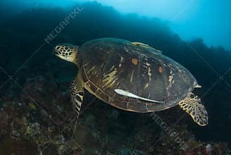 Swimming Green Sea Turtle