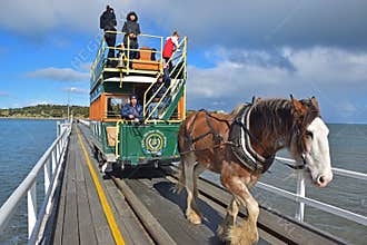 Horse drawn tram driver controlling the Clydesdale horse along the causeway from seaside Granite Island to Victor Harbor