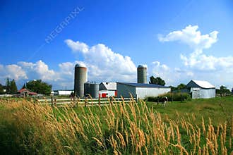 On the farm