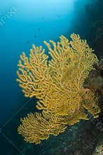 Yellow Sea Fan Philippines