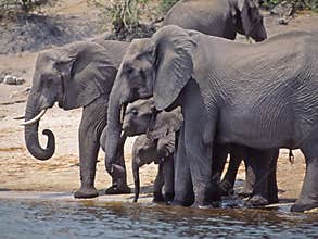 Africa-Elephants