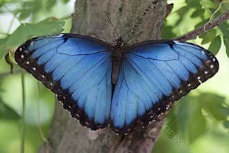 Morpho butterfly menelaus