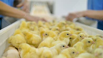Poultry worker sorting baby chickens at poultry convetor. Agriculture industry.