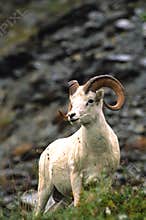Dall Sheep Ram