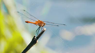 Red Dragonfly on a Branch