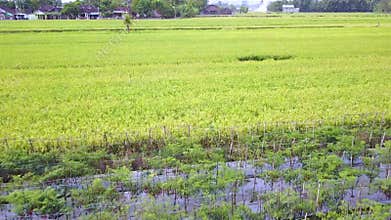 Aerial scenery of rice fields in Yogyakarta