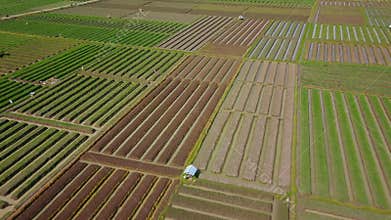 Beautiful scenery of red onion farmland