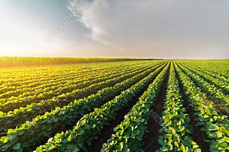 Agricultural soy plantation on sunny day - Green growing soybea
