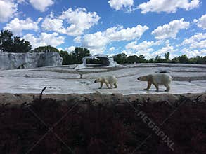 Two Polar Bears