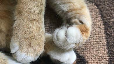 Feline white legs with claws