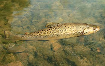 Brown trout