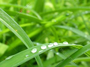 Dewy Green
