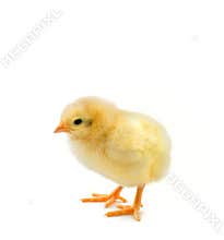 Chick on white