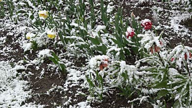 Spring snow in May falling on blossoming flowers