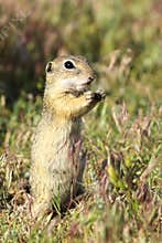 European ground squirrel closeup