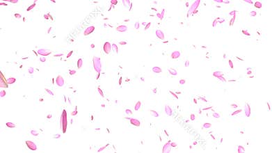 Pink Petals Flying, against white