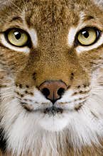 Close-up of a Eurasian Lynx's head