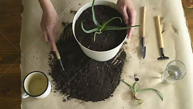 Putting dirt into pot with aloe vera