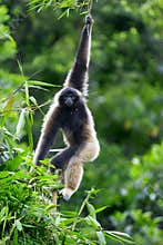 Gibbon monkey