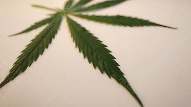 Cannabis leaf hemp movement camera video