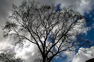 Tree silhouette Blue Sky Clouds