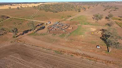 Outback Cattle Mustering with herd of cattle