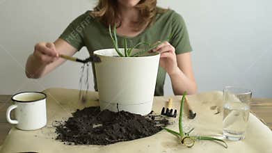 Adding dirt into pot with aloe vera