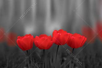 Red tulip flowers on black and white background