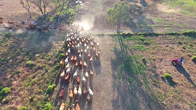 Outback Cattle Mustering with herd of cattle