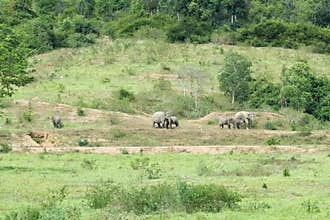 Family of Asian Elephant walking and looking grass for food in forest. Kui Buri National Park. Thailand
