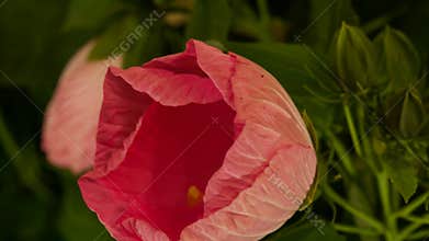 Hibiscus buds blooming on the bush