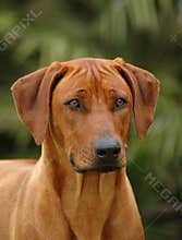 A Rhodesian Ridgeback