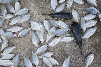 Many little fish from fishing