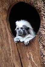 Saguinus oedipus