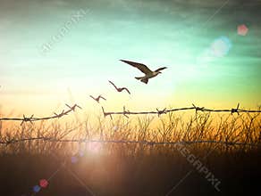 Birds Rising Above Barbed Wire Fence At Colorful Sunrise Sky