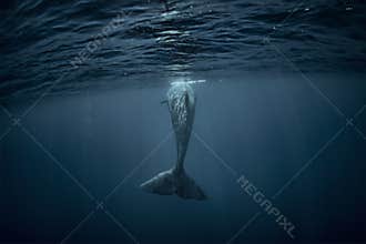 A whale in deep blue ocean underwater