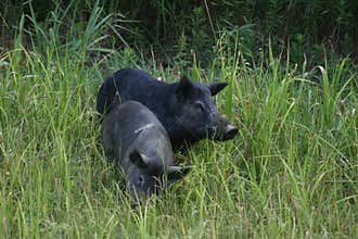 Wild Hogs