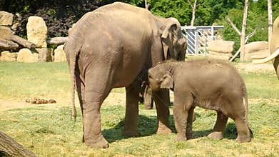 Baby elephant breast feeding slow motion 4K