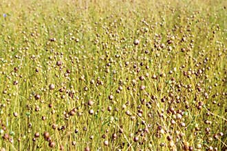 Flax plant, field in summer August.