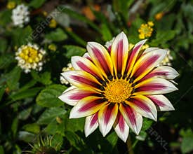 Big white flower at morning time with blurred background in the garden.