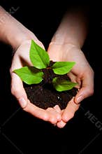 Hands soil and plant showing growth