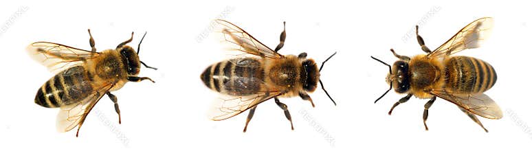 Group of bee or honeybee on white background, honey bees