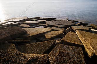 Gastropod Fossil Shell Beach