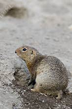 European ground squirrel Spermophilus citellus