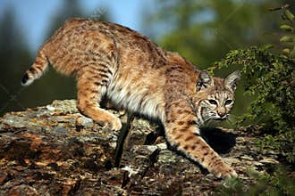 Stealthy Bobcat