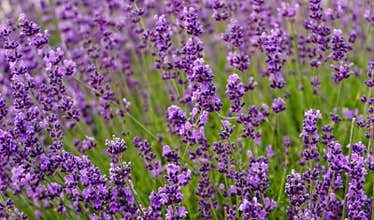 Purple lavander flowers at morning time with blured background in the garden.
