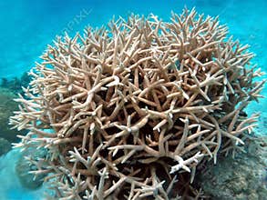 Staghorn Coral community